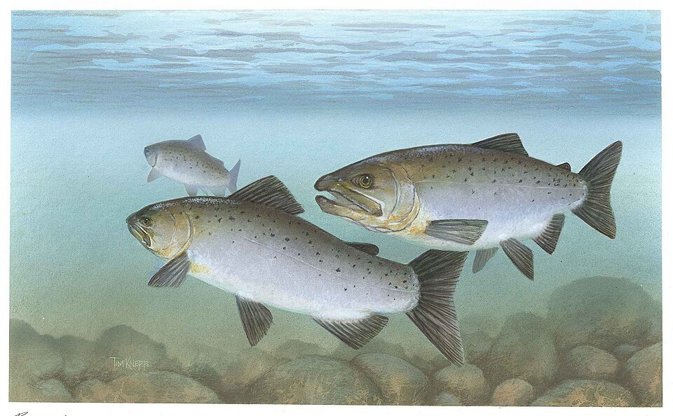 Any month in Vancouver: Pacific salmon