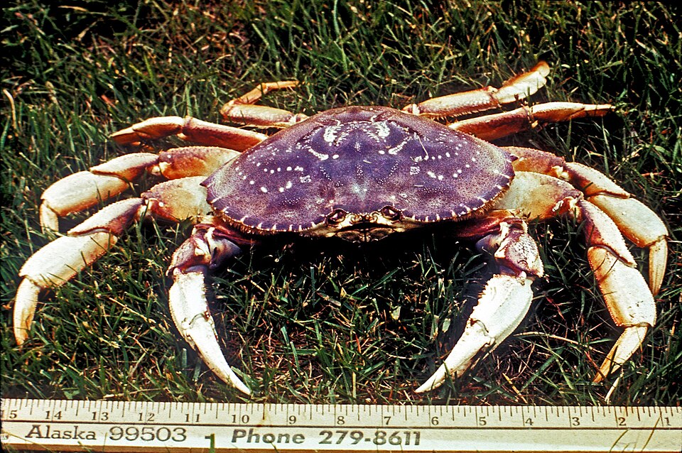 Any month in Vancouver: Dungeness crab