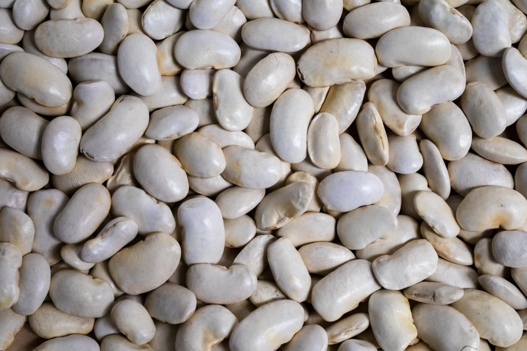 Royal Corona Beans